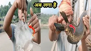 Very Danger Hook up Murral Fish And Tilapia | 3Hook Fishing video | No Bait fishing videos