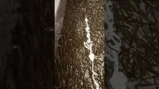 04.03.25. Мал&euml;к форели 🐟