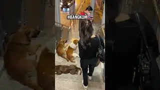 Only In Bangkok🐕 #thailand #bangkok #thai #dog #travel #vacation #funny #2025
