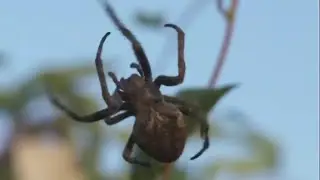 🕷 Dead spider experiments: &lsquo;Necrobotics&rsquo; researchers at Rice University unnerving the in...