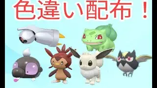 親分多数色違い100匹以上配布！【何度でも参加可】