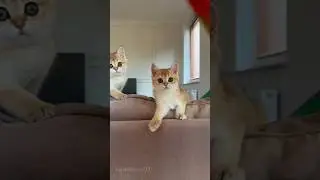 Adorable Cat and Kitten Playtime - Cutest Duo Ever!