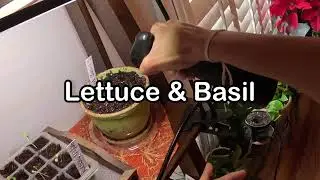 Misting My Indoor Starting Seeds | Day 10 of 365 Days of Gardening