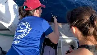 Sea turtle hatchlings released!