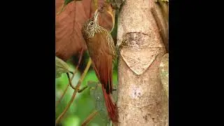Montane Woodcreeper - Lepidocolaptes lacrymiger