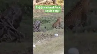 #Rajaji National Park# jungle safari# #Leopard sighting#