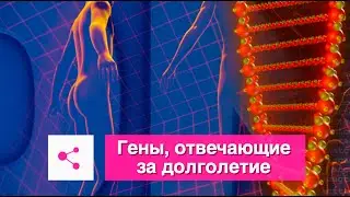Гены долголетия человека - какие они и сколько их?