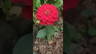 Red Zinnia Flower 🌺 | लाल जिन्निया फूल | ଲାଲ୍ ଜିନିଆ ଫୁଲ | Beautiful Garden Bloom