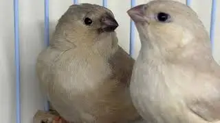 Zebra Finch birds | Pet birds | Bird Breeding Setup | Finch babies | Smallest bird babies | Aviary
