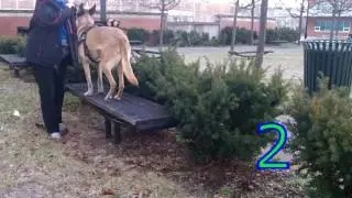 All Dogs Parkour - Spotting - Why a Leash on the Harness is a GOOD IDEA!