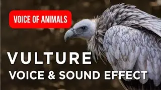 🦅 Vulture Voice Original Sounds for Kids About Vultures Close-Up Nature Fun Facts ✨ #birds #wildlife