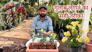 गुलाब लगाने का सही तरीका