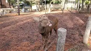 Best Sika Deer Call!