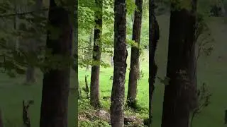 I just think you&rsquo;re gorgeous #ytshorts #ohdeer #gorgeous #shortsfeed #profgampo #nature #vermont