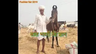 घोड़े की बाल भंवरी के बारे में जानकारी
