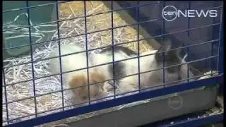 Pet Petition