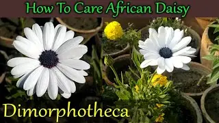 How to care African daisy at home | African daisy ki care kaise karen | Dimorphotheca