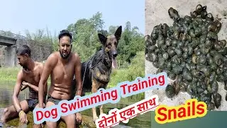 Dog Swimming Training And Snails दोनों एक साथ Full Masti ....