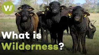 Europe's Lost Wilderness: Nature Before Humans and How Animals Save Biodiversity (Documentary, 2022)