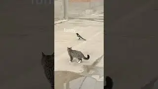 Cat and parrots are beat friends#pets #funnyvideo#funnycat #catvideos #catlover #hunny #cat