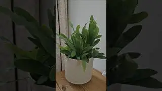 Папоротник &laquo;Голубая звезда&raquo; (Phlebodium aureum)