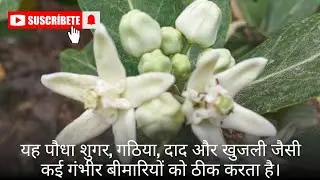 This plant cures many serious diseases like sugar, arthritis, ringworm and itching.