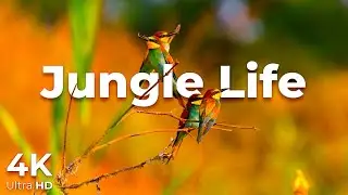 Jungle Life In 4K Ultra HD - 4K Forest Video - 4K Relaxing Video - Nature Relaxation Journey