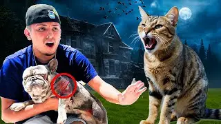 My DOG Got ATTACKED By A CAT!!