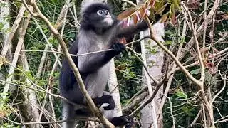 Kaeng Krachan National Park, Thailand