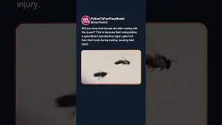 That's Why Male Bees Die After Mating With Queen Bee