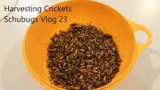 Harvesting Crickets / Schubugs Vlog 23