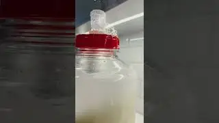 Stabilizing pressure during fermentation #mead #craft #honeywine #homemade #shorts