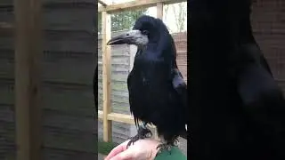 Raighne is not a morning person 🤣🤣 #goodmorning #bird #rook #cat #morningperson