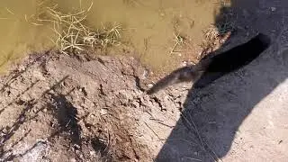 Бестрашная Норка