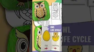 Owl life cycle, cut paste, science kids, stem activity #educationalvideo #kidsactivities