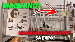 NAGHANAP AKO NG KALAPATI SA EXPO! NAGULAT AKO SA PERSYO!