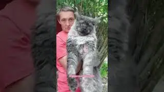 Giant Black Smoke Maine Coon Cat
