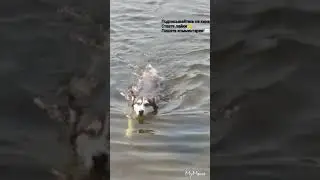DOG VLOG Хаски Дана плавает в речке