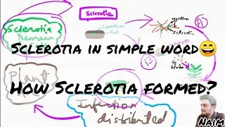 Sclerotia |  mycelium| How Sclerotia Formed? | Msc Bsc Concept