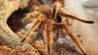 G. Rosea 
