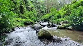Stay calm through night with soothing river stream in forest daylight keeping restful sleep
