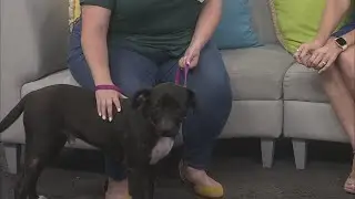 Shelter Spotlight: Rizzoli