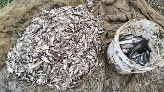 Amazing Village Man Catching huge catfish, Garai Machali by hand in deep mudd // Village Tabahi Top