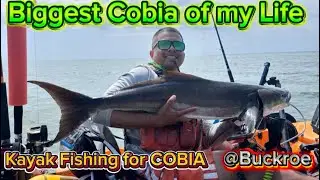 Biggest COBIA of my life off of my Kayak at Buckroe Beach, Virginia