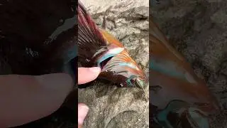 THIS Fish has Blue Meat! #shorts
