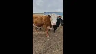 Sinsel Legacy Cattle