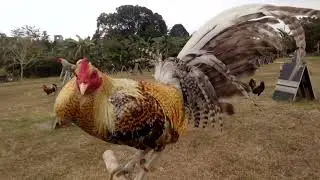 RGM SMART GREENLEGGED BULIK,,,