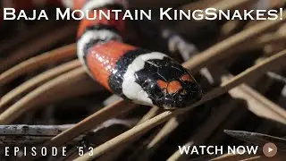 Finding Mountain Kingsnakes in Baja California!