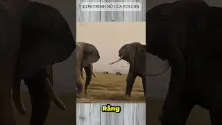 CƠN THỊNH NỘ CỦA VOI CHA