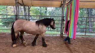 Cowboy curtain, no problem